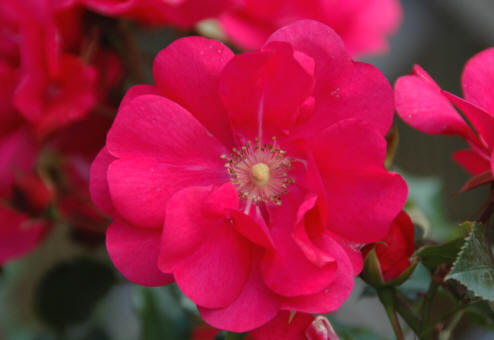 Rich pink flowers on this superb ground cover rose - Rosa Berkshire